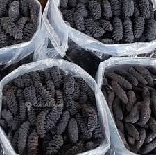 Choisir son Fournisseur de Concombres de Mer : 10 Critères Essentiels